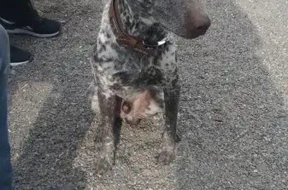 Найдена породистая собака в районе Пашенного, ищем хозяев.