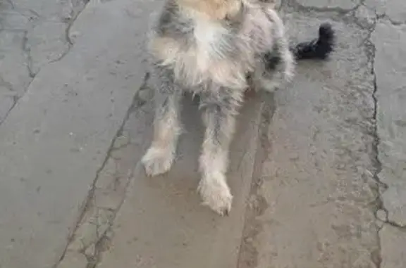 Пропала собака Тоша в Новошахтинске #Ищу #Найдись