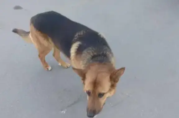 Собака найдена в Капотне, умный кабель
