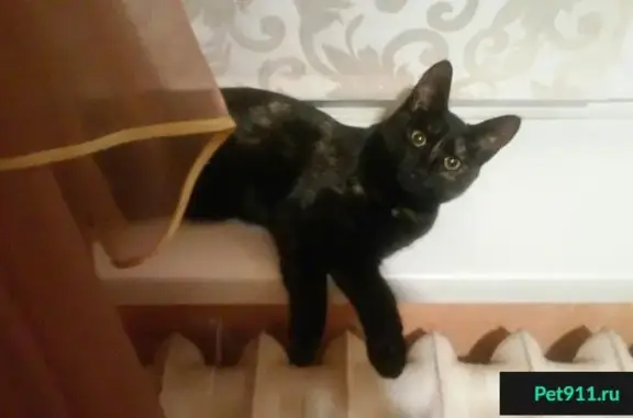 Пропала кошка в Петрозаводске, кооператив Онежец 3