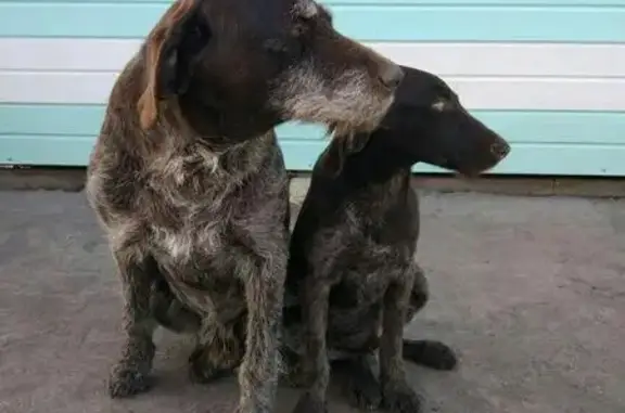 Пропала собака в Татарстане, деревня Азьмушкино, ищем щенка дратхаара!