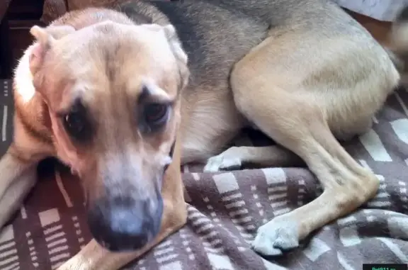 Найдена собака в Сусанино, Гатчинский район ЛО