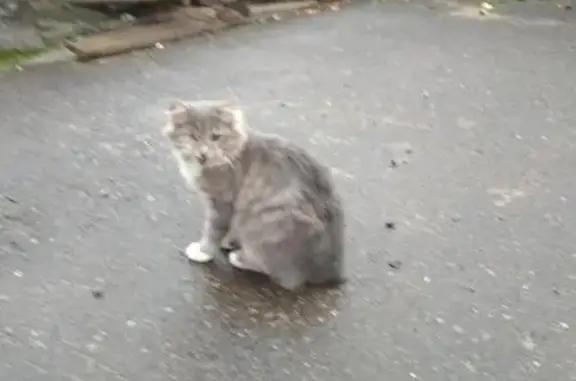 Пропала кошка Руди в Нижнем Тагиле, ул. Пелагеевская.