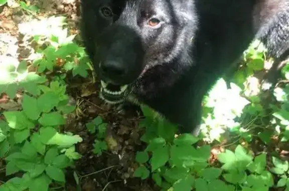Найдена домашняя собака в лесу Воронежской области! Помогите ей!
