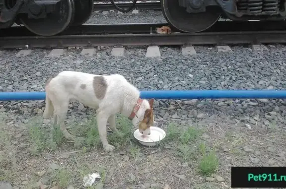 Найдены 2 собаки в Оренбурге в критическом состоянии