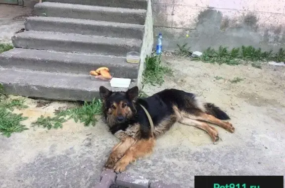 Найдена собака на ул. Ставского, Пенза