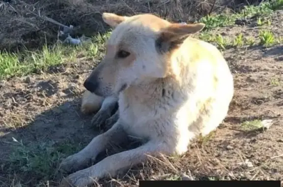 Собаки потеряшки, Мирное, фото: Потеряшка собака Кормящая на А-375 Восток
