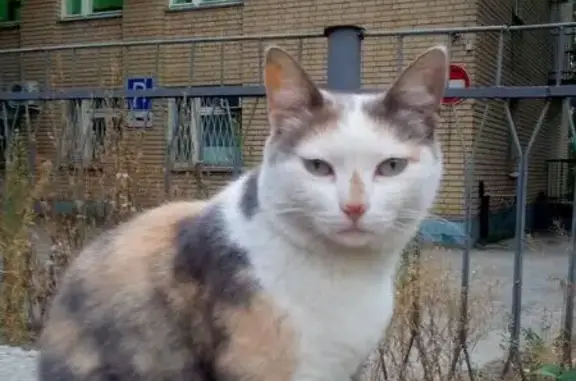 Пропала кошка в Саратове, п. Юриш, 2-я Линия.