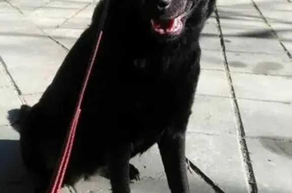 Найдена собака в СПб, ищет дом