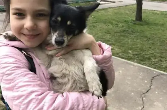 Найдена собака в Якутске, район Крастец