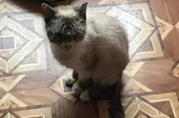 Срочно найдена кошка в Усолье-Сибирском!
