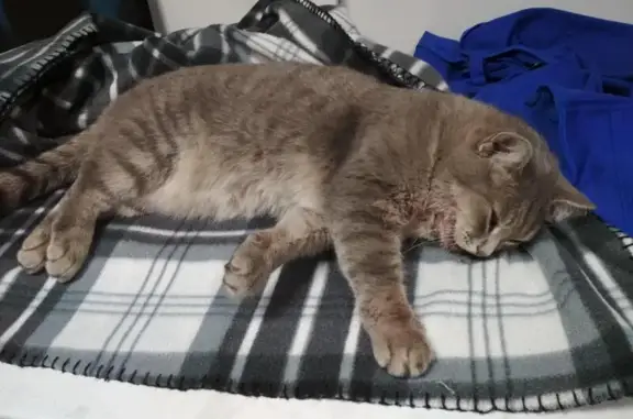 Кошка найдена на Абытаевской улице в Красноярске
