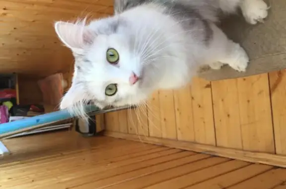 Найдена бело-серая кошка на ул. Родниковая, Москва, ЗАО, Солнцево