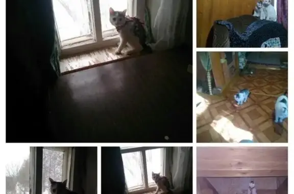 Пропала кошка на ул. Новая, 10, Киров.