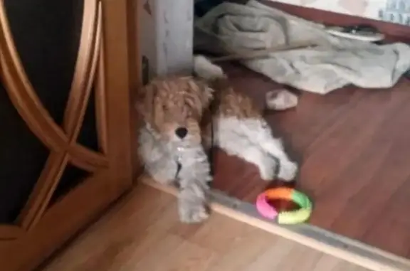 Пропала собака на Кузнецова 84 #Владивосток #Пропаласобака