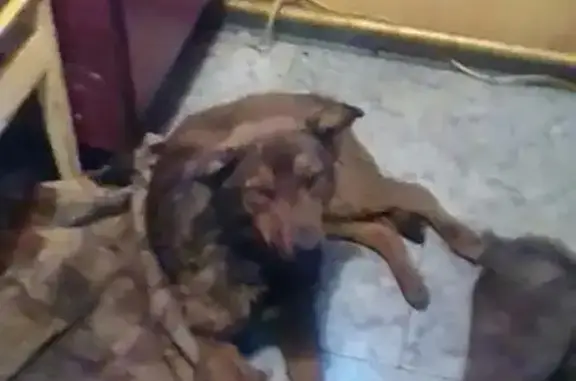Собака Дружок ищет дом в Омске
