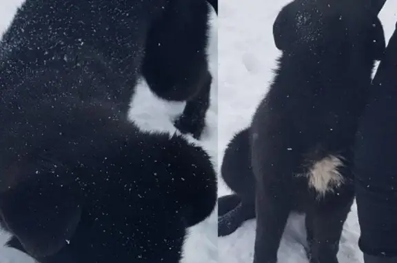 Пропала крупная черная собака в Стерлитамаке