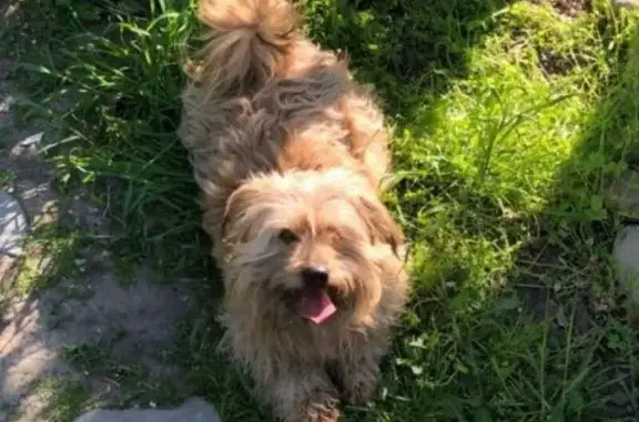 Пропала собака в Кировском районе Астрахани