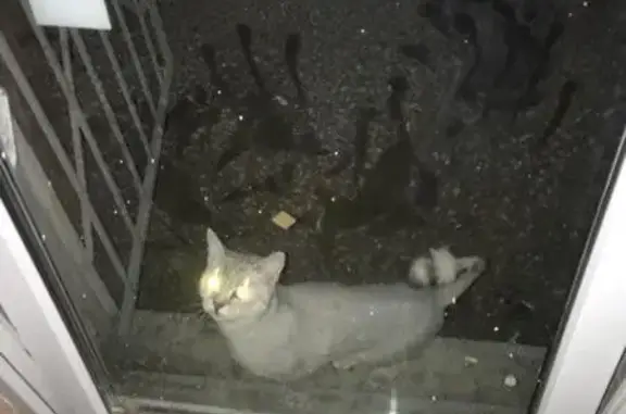 Найден породистый кот в Саратове, Царицынский-4.