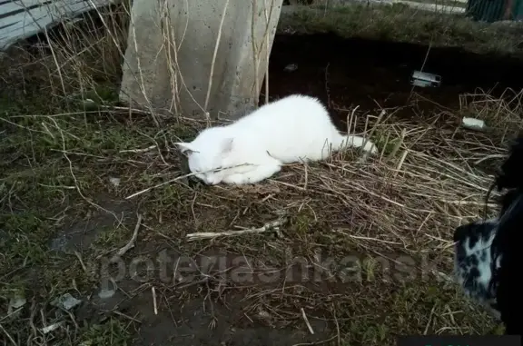 Найдена белая кошка с поломанными лапами в посёлке Светлый, Мочищенский район