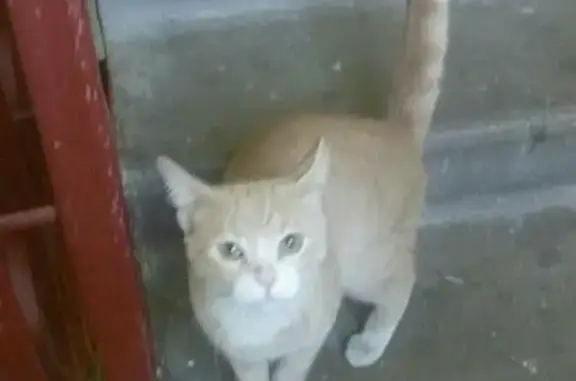 Найден кот на ул. Бурцева, Санкт-Петербург