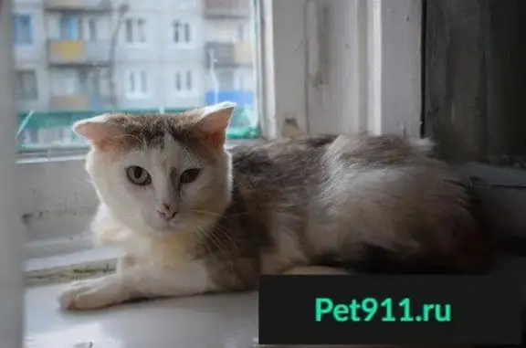 Спокойный котик Вася ищет дом в Канске