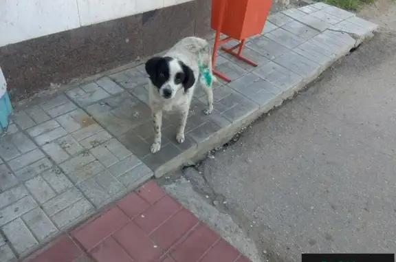 Найдена собака на заводе Авиастар в Ульяновске