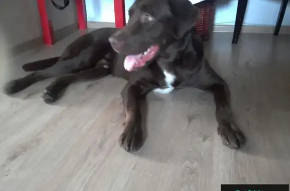 Пропала собака в Зеленограде: шоколадный лабрадор с белой грудкой, без родословной, убежал 21.05.2018 в 23 часа, к429.