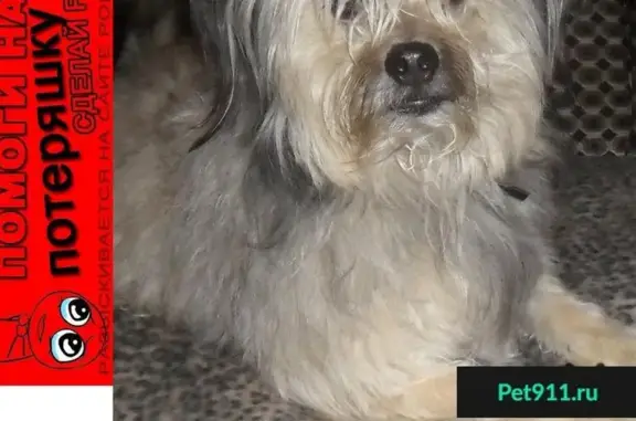 Собаки потеряшки, Нижний Новгород, фото: Потеряшка собака на Камчатском переулке