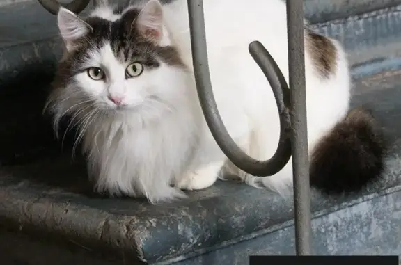 Найдена кошка в Москве и МО