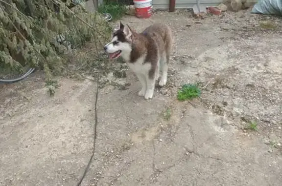Пропала собака Граф в Химках, квартал Вашутино