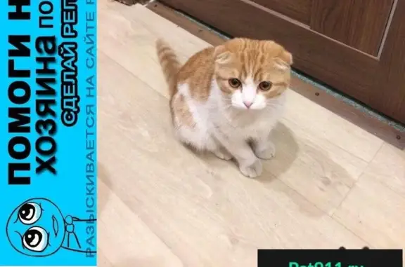 Пропала кошка, найден котенок: ул. Станкозаводская, д. 2. к1, Рязань