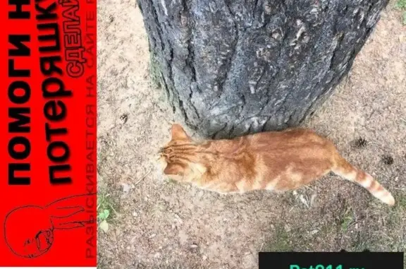Пропала рыжая кошка в Валентиновке