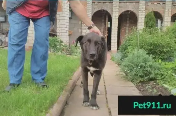 Пропала собака, найден черно-коричневый пес в Обнинске