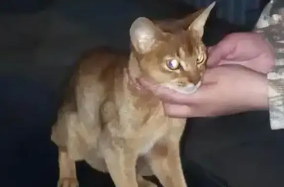 Ласковая кошка найдена в Домодедово, Белые Столбы