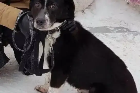 Пропала черно-белая собака в Новой Москве, СНТ 