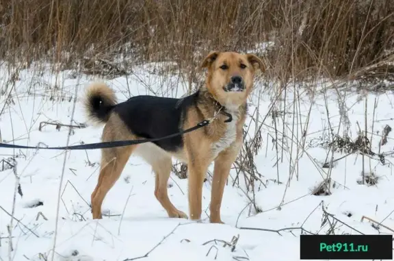 Пропала собака в Пензе, Окружной район.