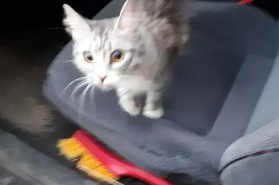 Найден котенок с ошейником в Дзержинске