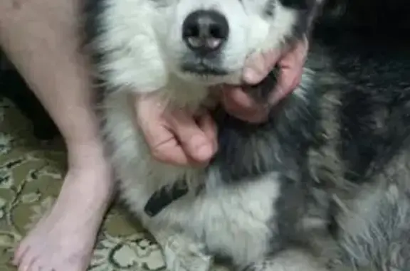 Найдена собака в Мурманске