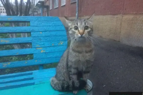 Найдена кошка на Красной в Кемерово