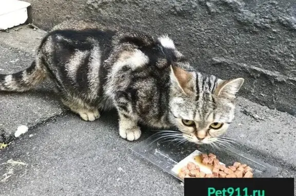 Найден мраморный котик в Санкт-Петербурге