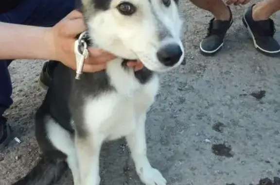 Найдена собака в Бугульме