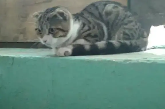 Найдена кошка на пр. Ленина 135б, Кемерово