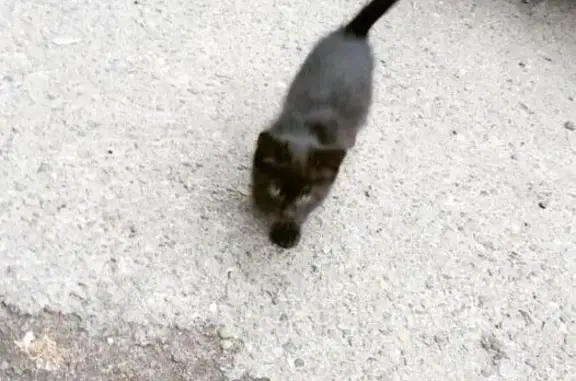 Найден черный котенок возле 2 роддома, Томск