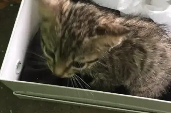 Крохотный котёнок найден в Новокузнецке