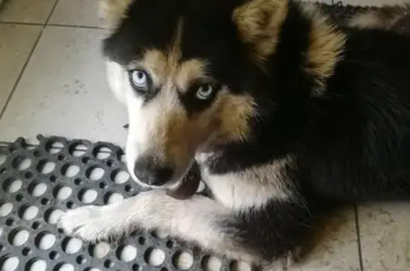 Собака найдена в Братске на Усть-Илимском кольце, хаска в коричневом ошейнике.