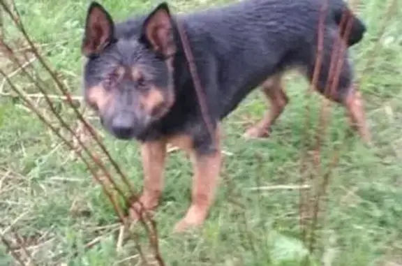 Найдена собака в Кудиново, Электроугли: метис овчарки, черный кобель.