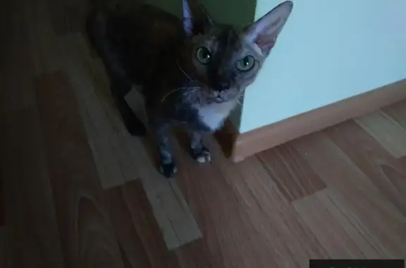 Пропала кошка Иффи в Мурино, СПб