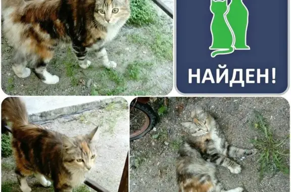 Найдена кошка на ул. Полецкого, Калининград