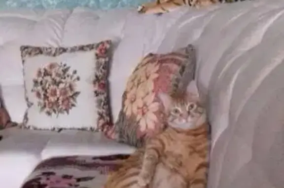 Кошки потеряшки, Бжид, фото: Потеряшка кошка Моцарт в Туапсинском районе, Краснодарский край